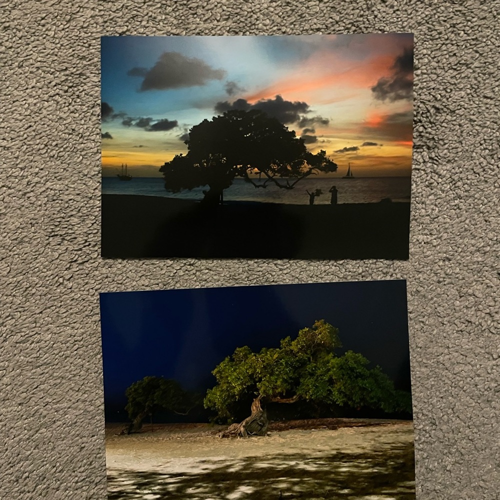 Two 5” x 7” Photos of Aruba’s Divi Divi Trees